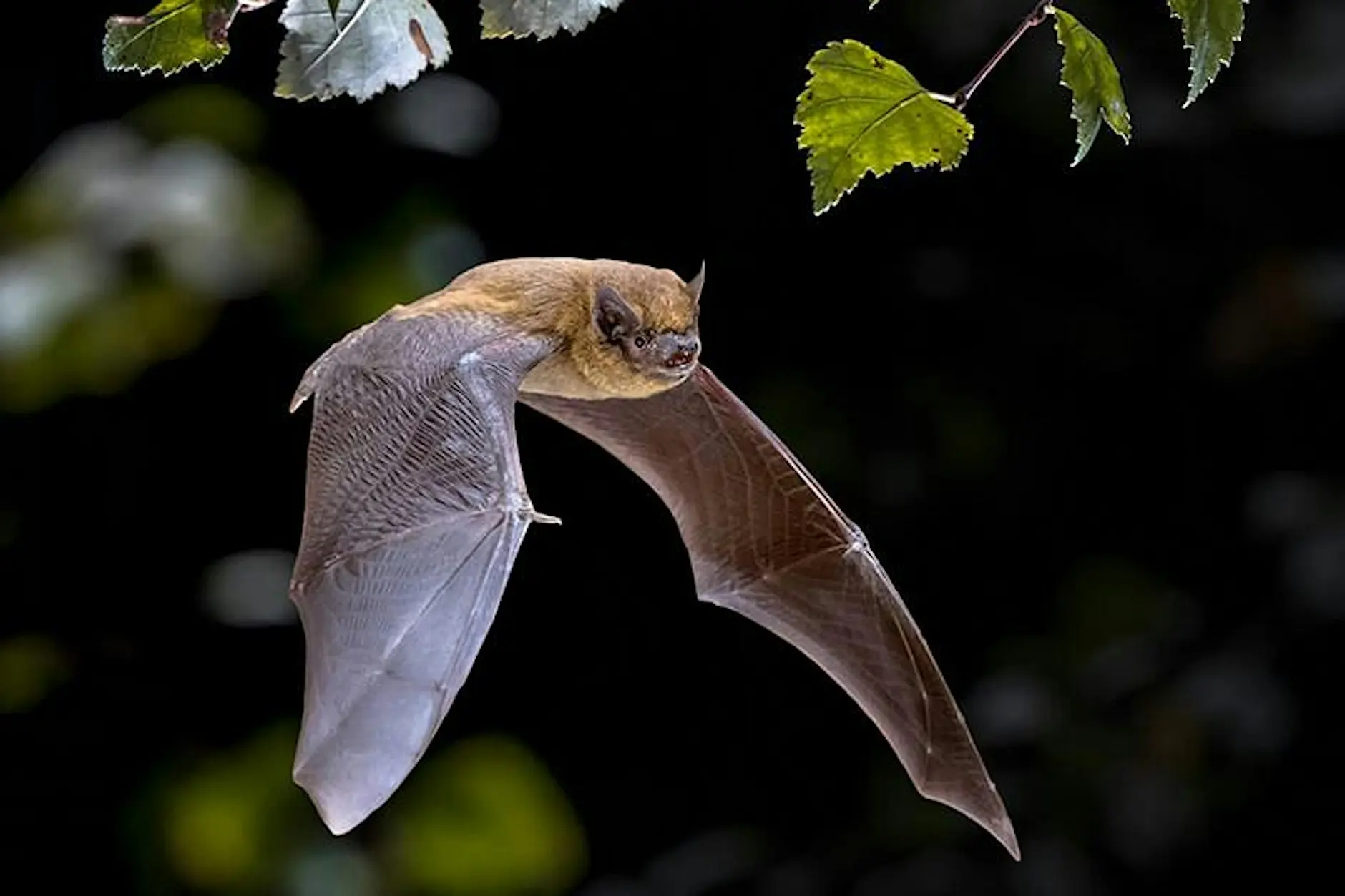 Twilight Nature & Bat Walk